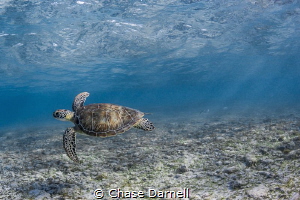 "Playground"
A Green Sea Turtle swims around in the shal... by Chase Darnell 